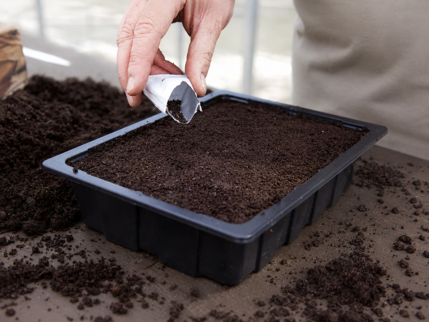 Growing Sweet William From Seed