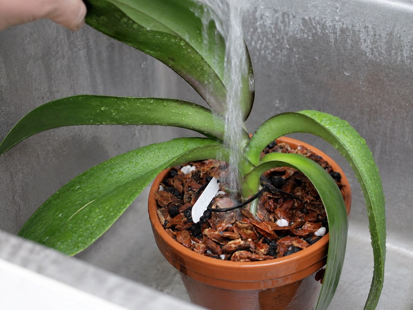 Label and water for the orchid in pot