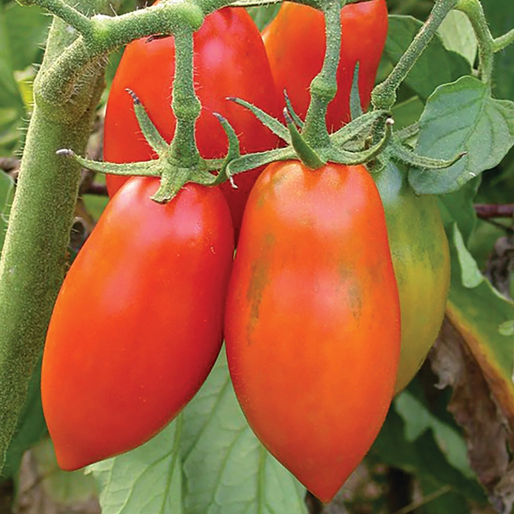 Opalka Tomatoes