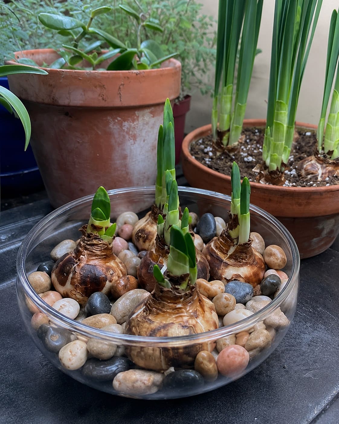 Planting Paperwhites in water