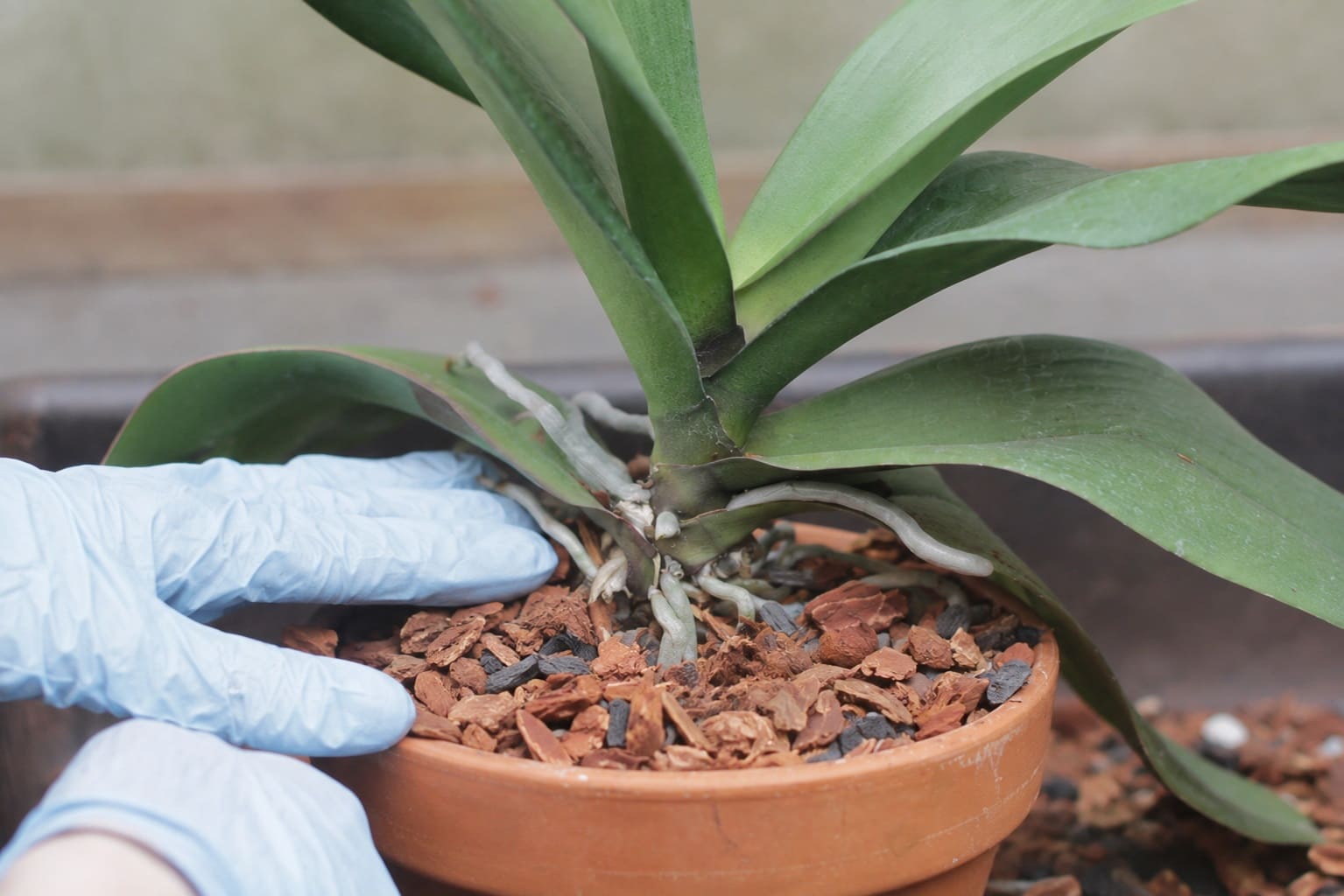 Press the surface of orchid mix gently