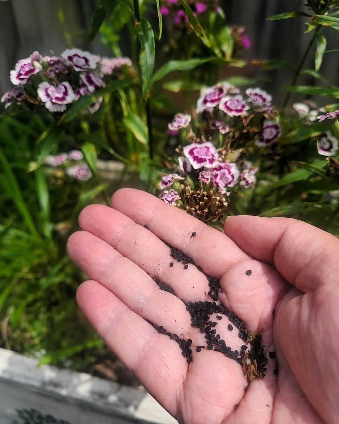 Saving Sweet William seeds