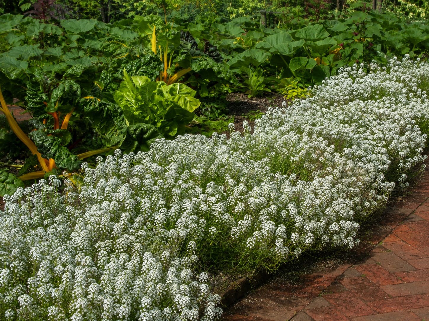Setting out Sweet Alyssum plants