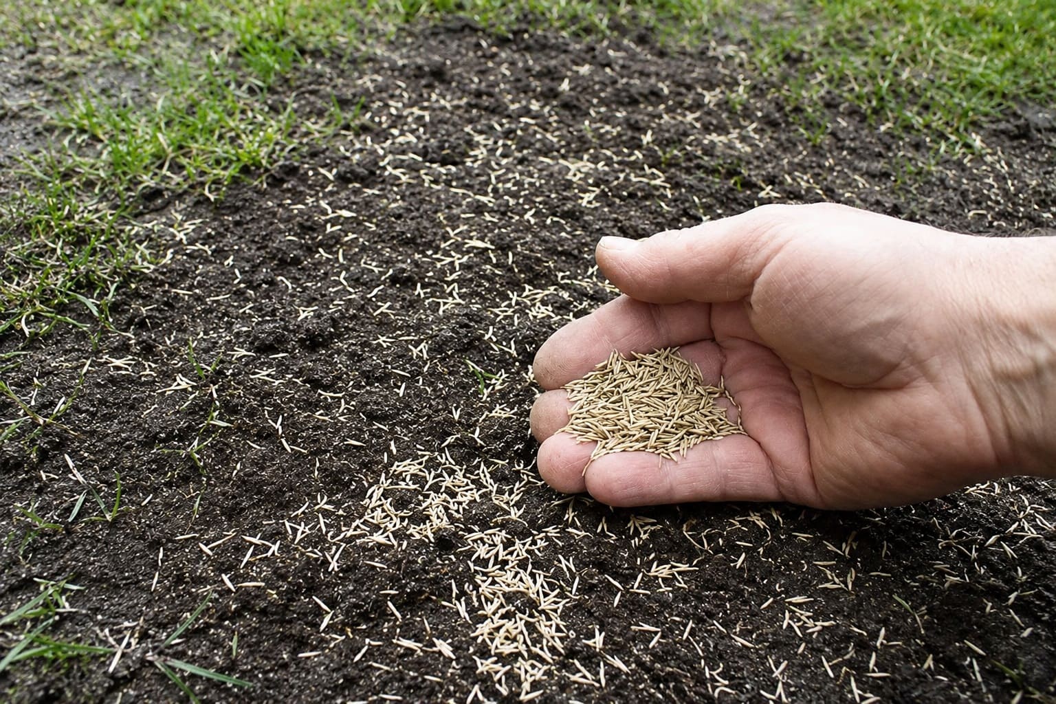 Sowing the grass Seed