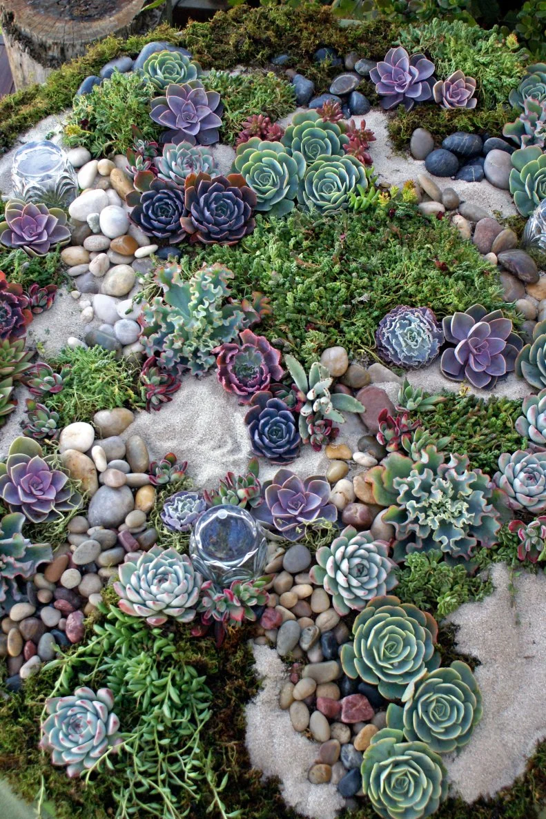Succulents and rock