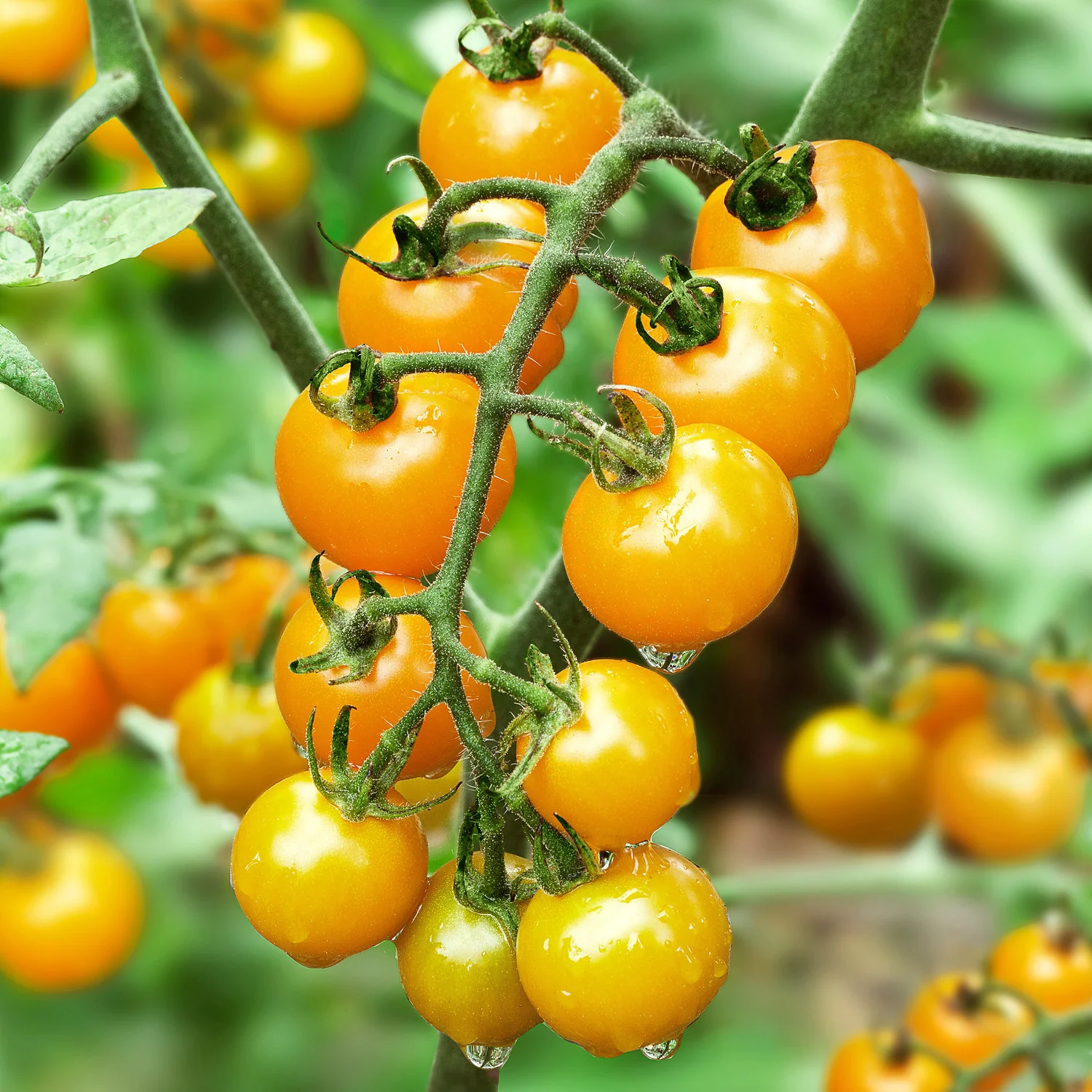 Sun Sugar tomatoes