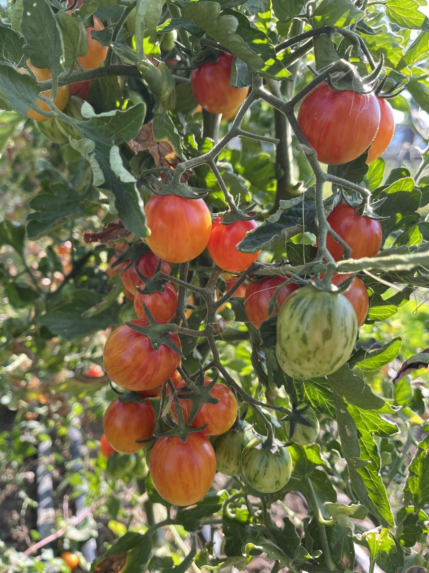 Sunrise Bumblebee tomatoes