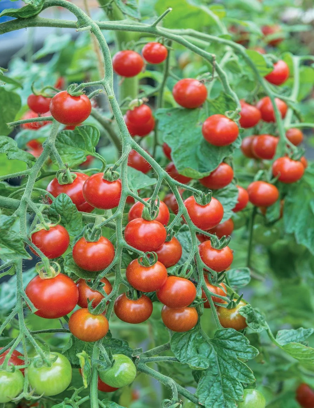 Sweet Million tomatoes