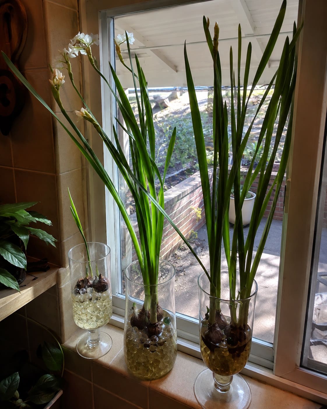 Tall Paperwhites