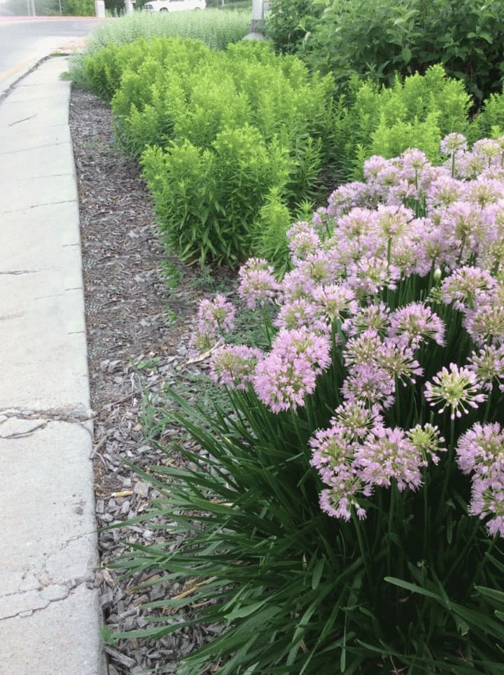 The curb strip
