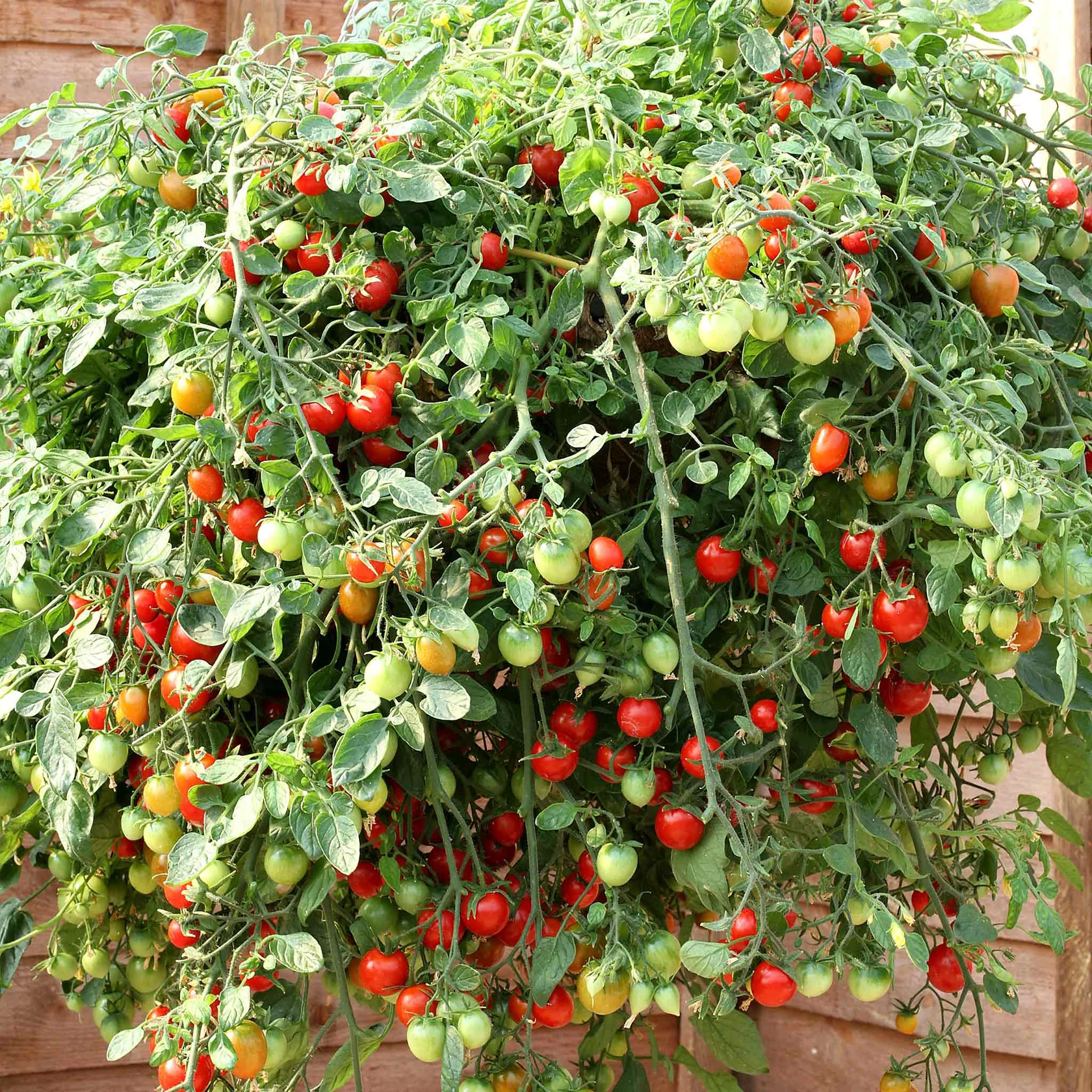 Tumbling Tom Tomatoes