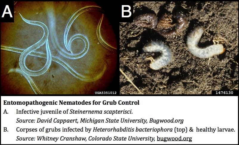 Using Heterorhabditis bacteriophora on Grub Worms
