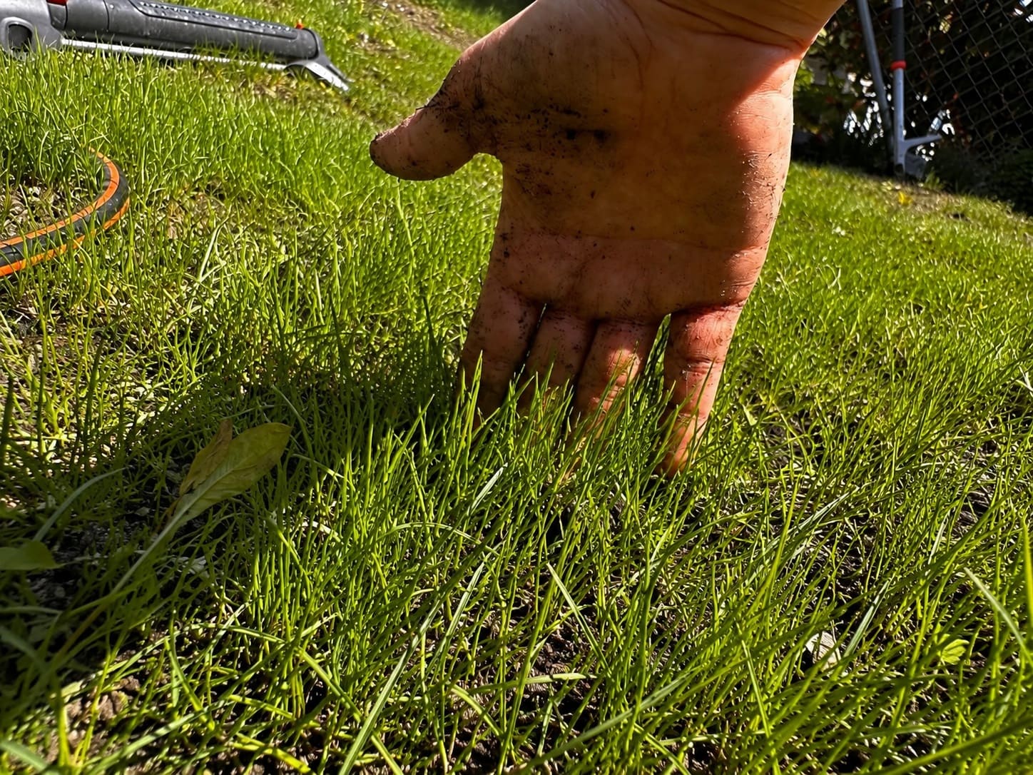 Young grass plants can be mowed when they are 3 inches tall