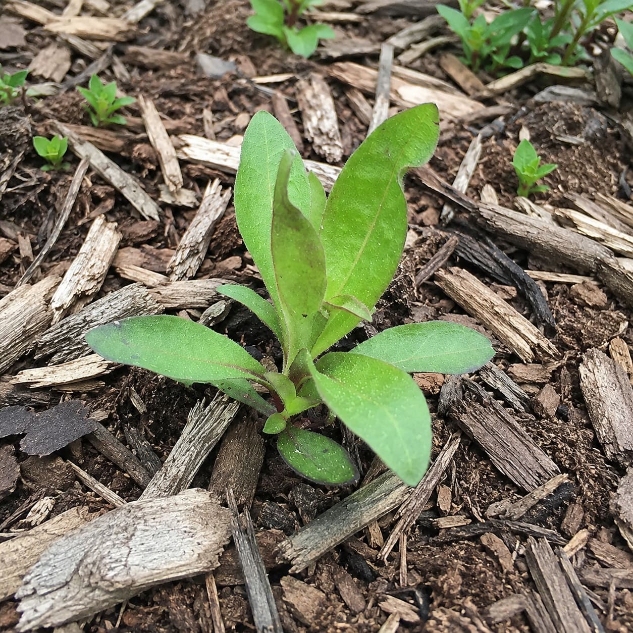 a Sweet William seedling