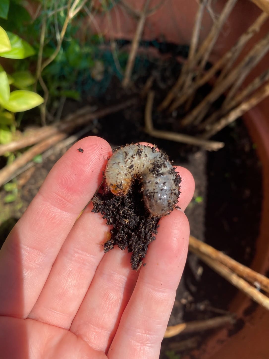 grubs in flower pot