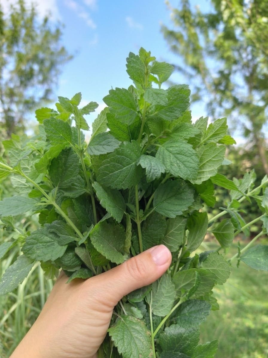 harvesting Lemon Balm
