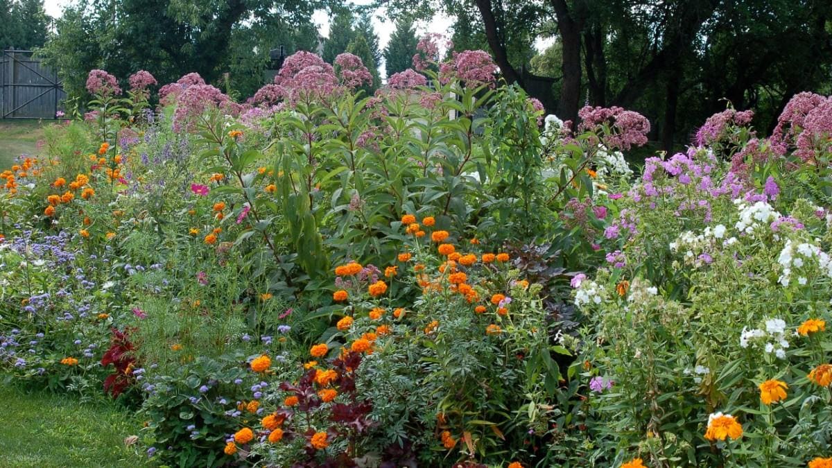 native mix flower bed