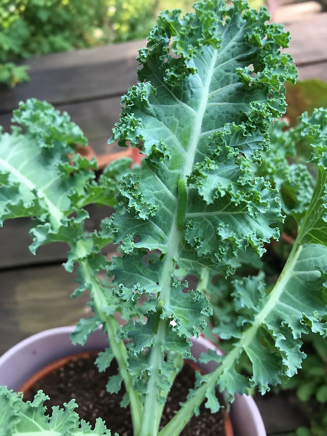 Cabbage worms can cause severe damage to kale