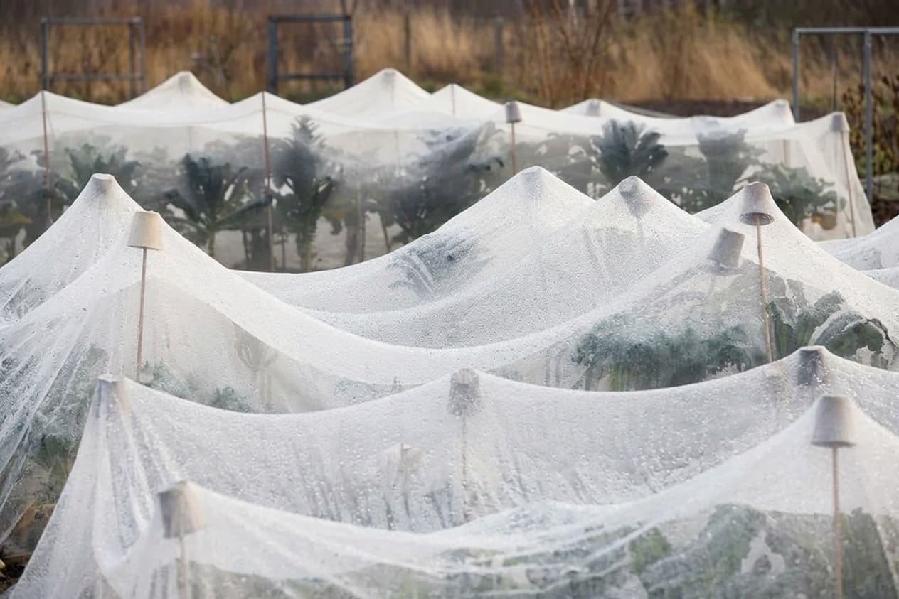 Fine-mesh netting protects kale from insects