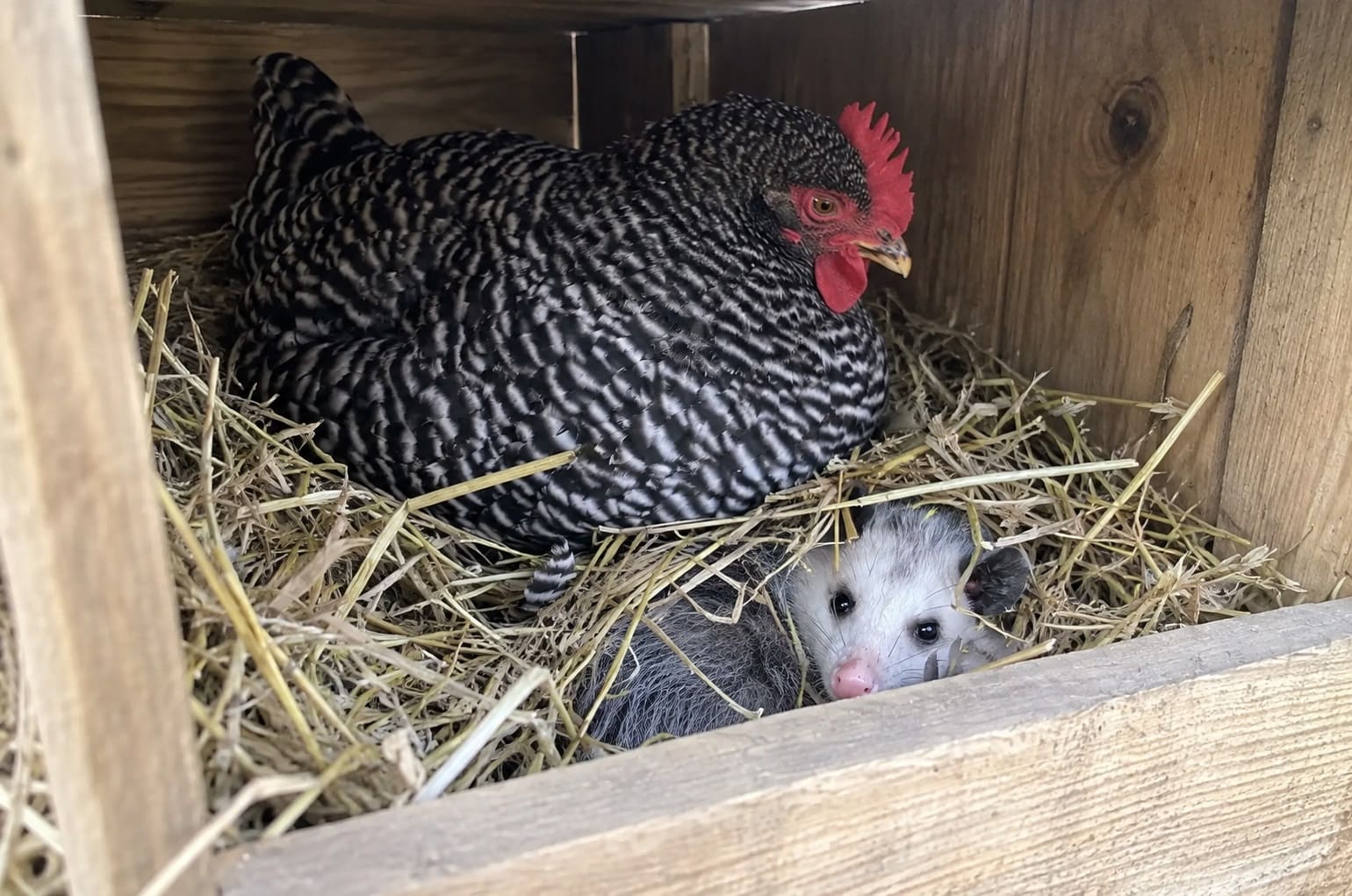 Possums and chickens