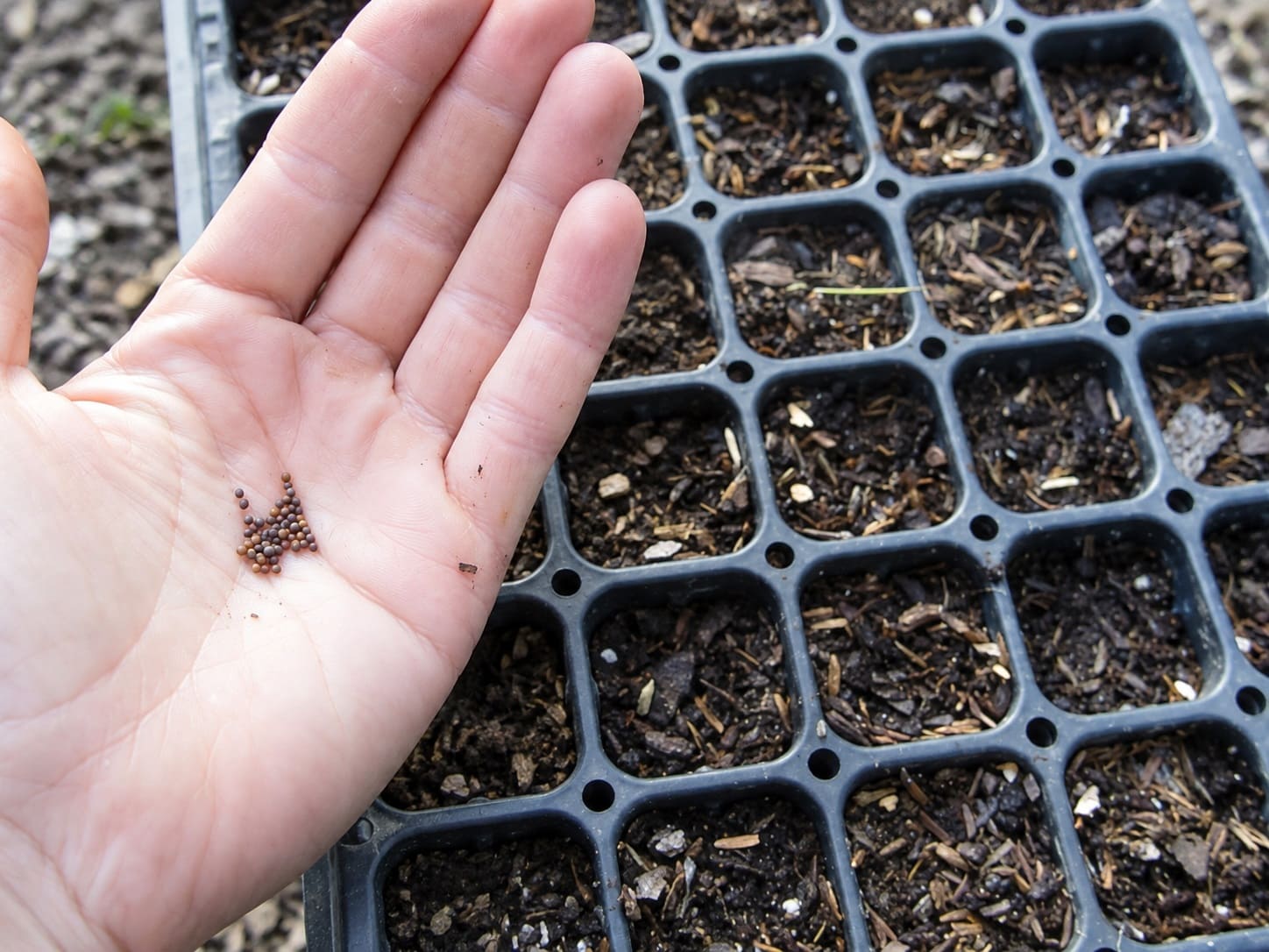 Sowing the Kale seeds