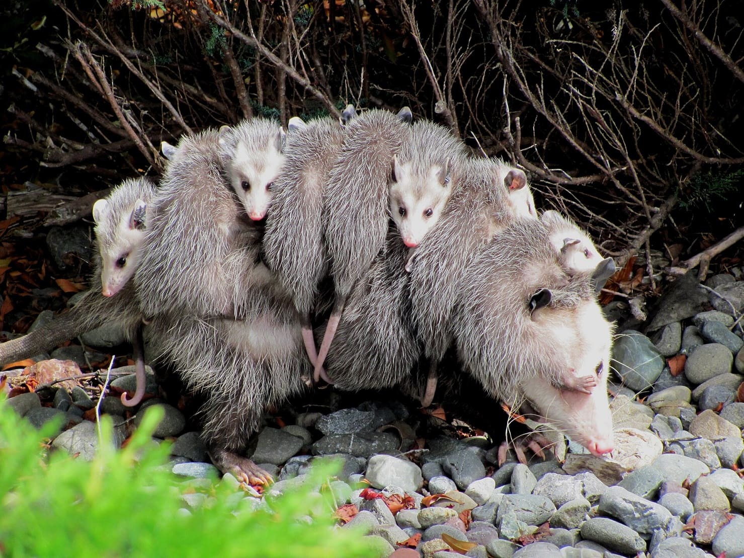 Virginia opossum