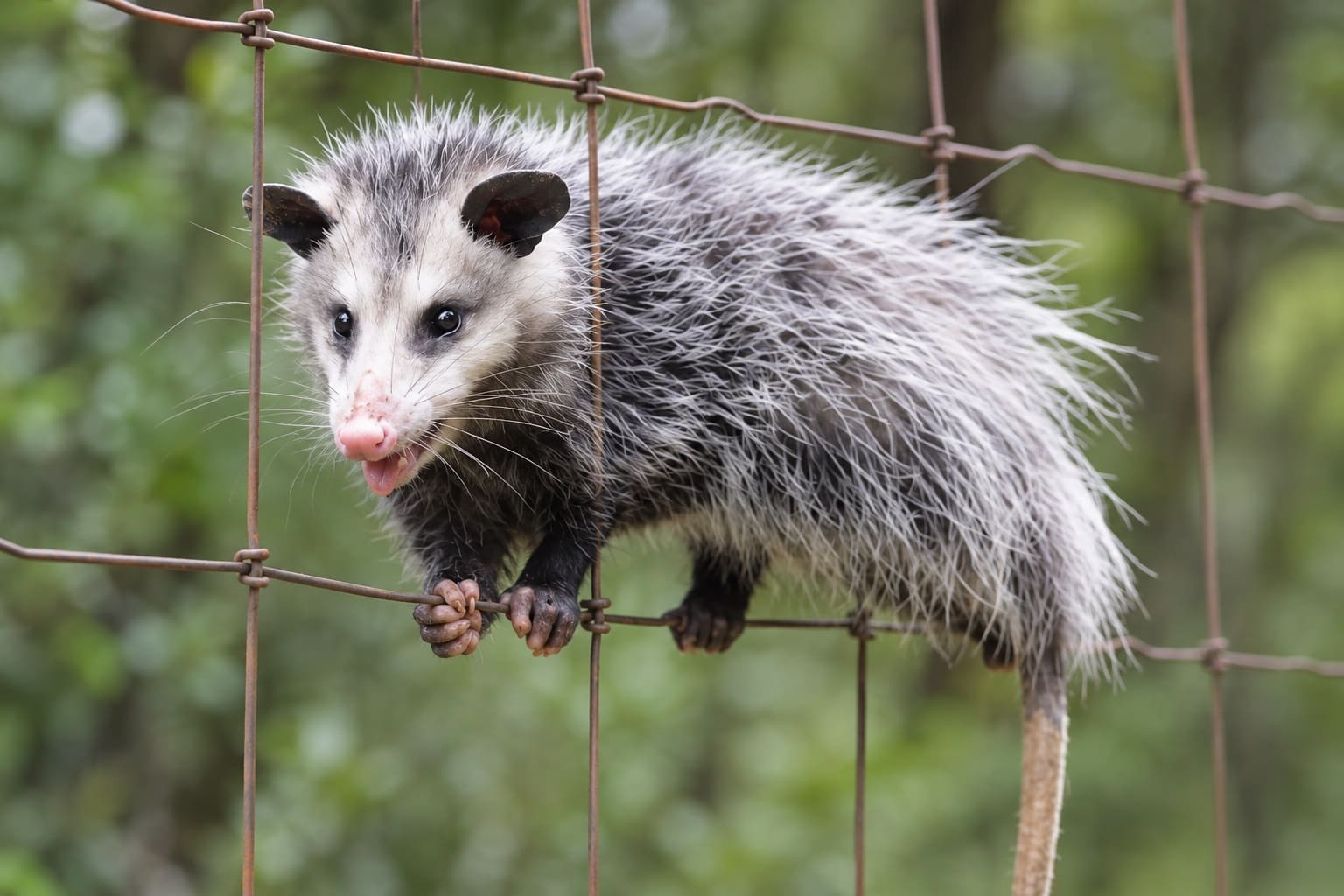 a Possum climbing