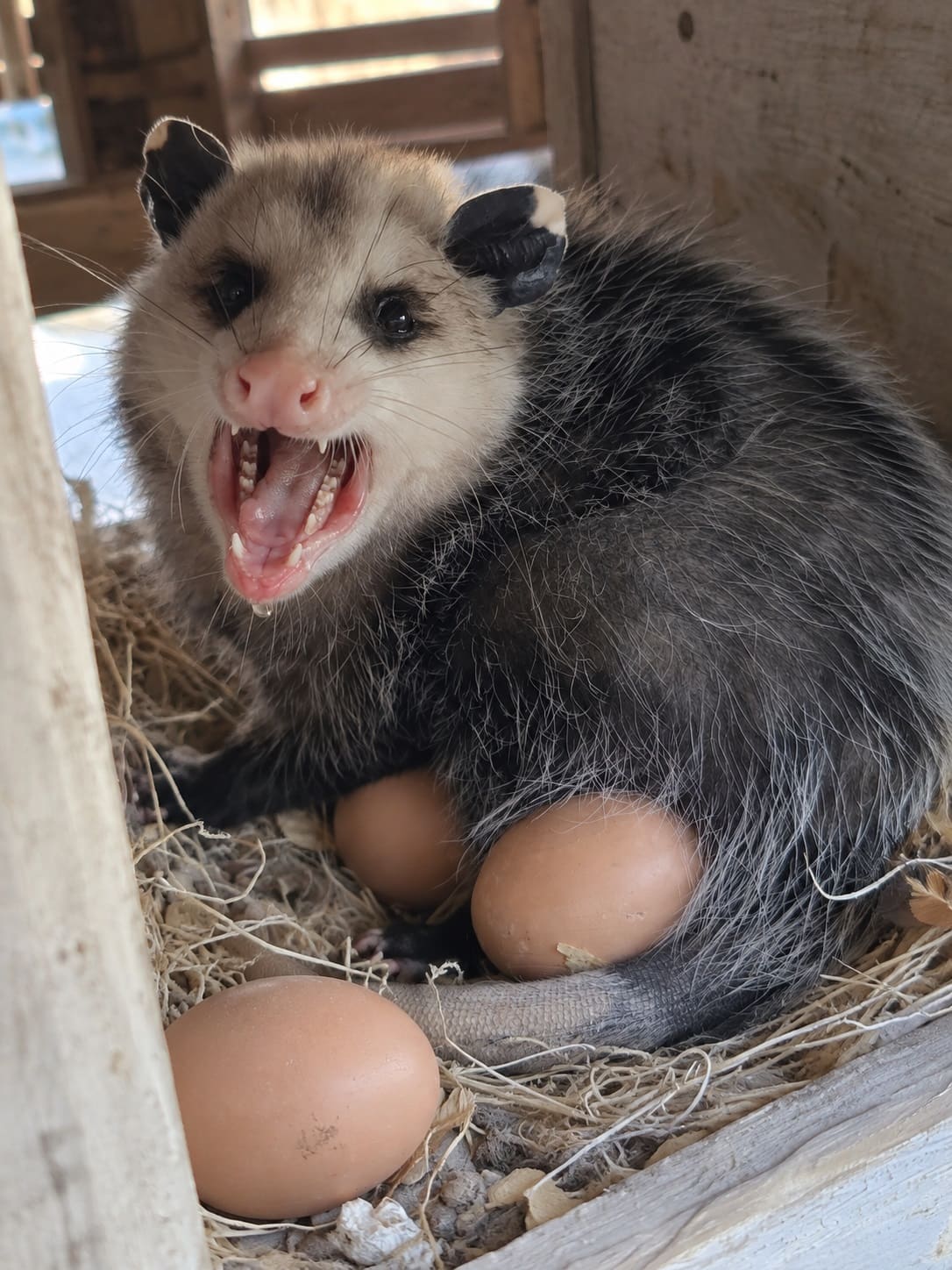 a Possum eating chicken eggs