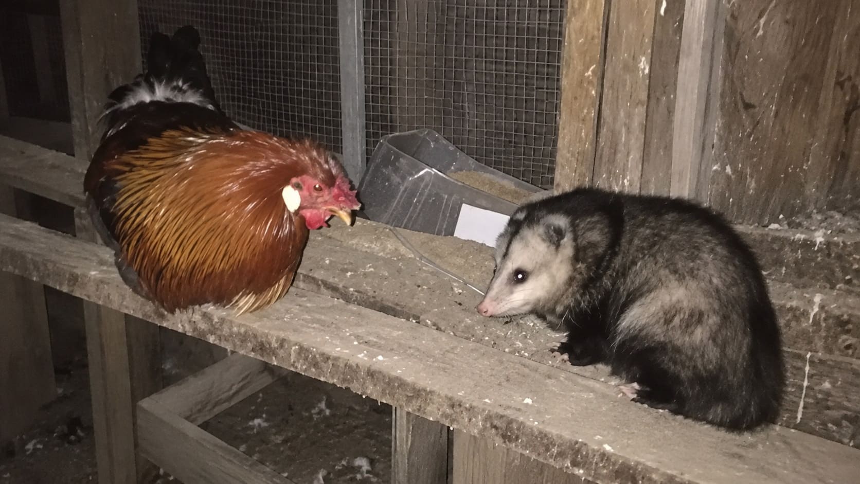 a Possum in chicken coop