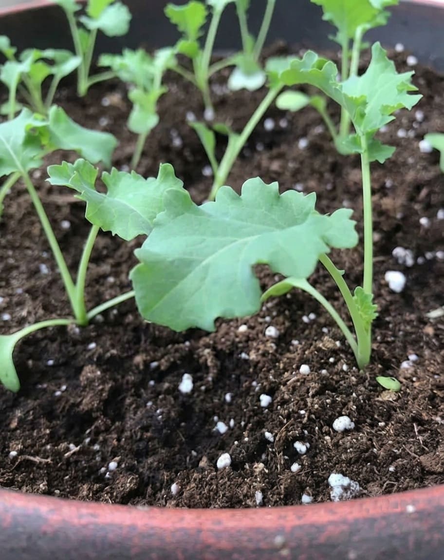 kale seedlings