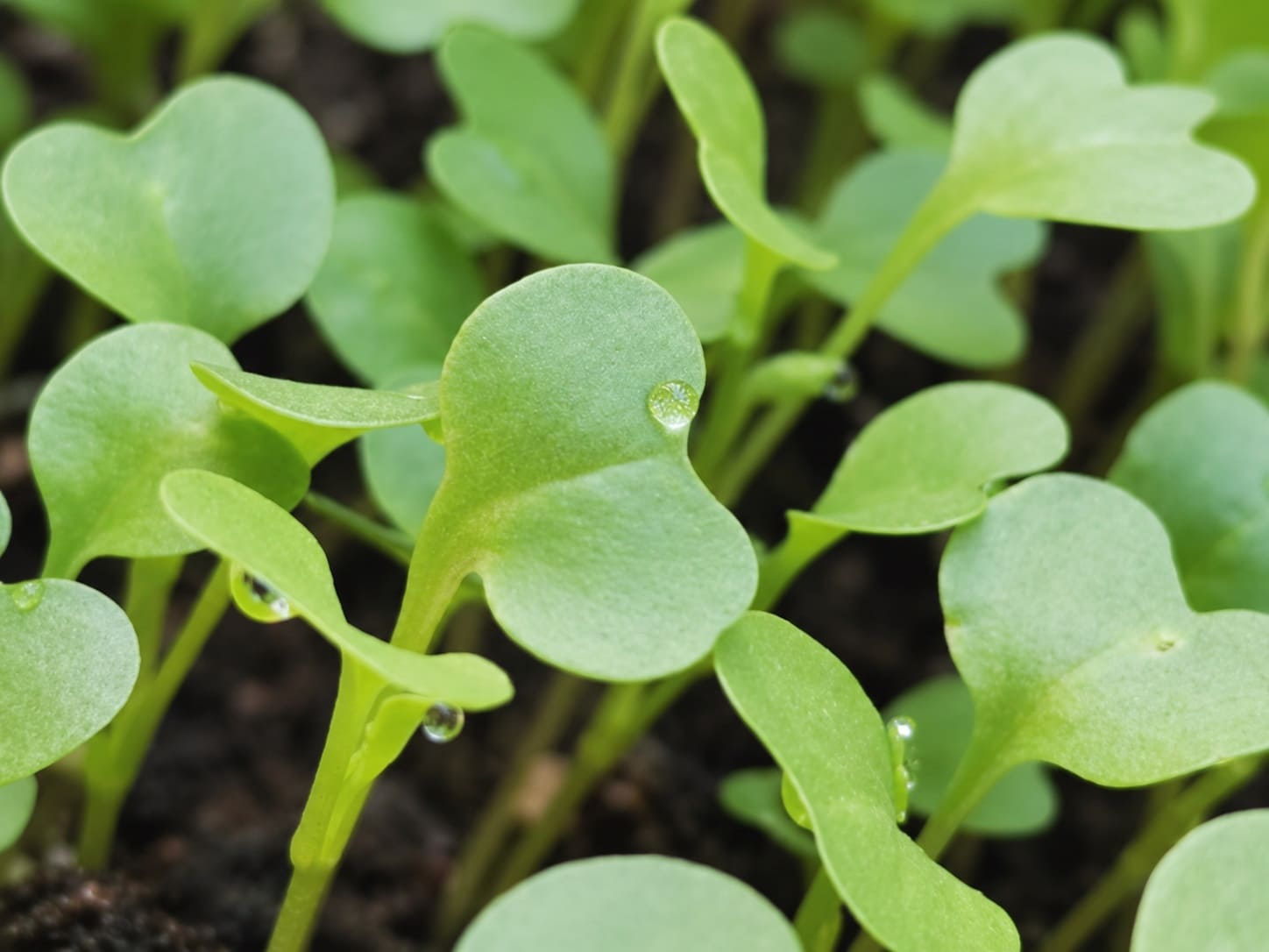 kale sprouts