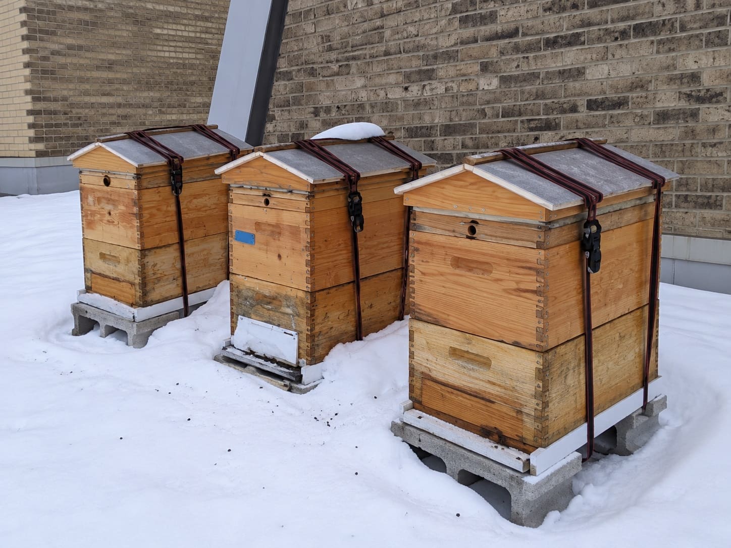 Beekeeping in winter