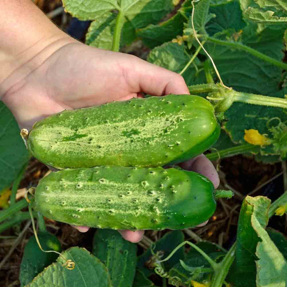 Boston Pickling Cucumbers