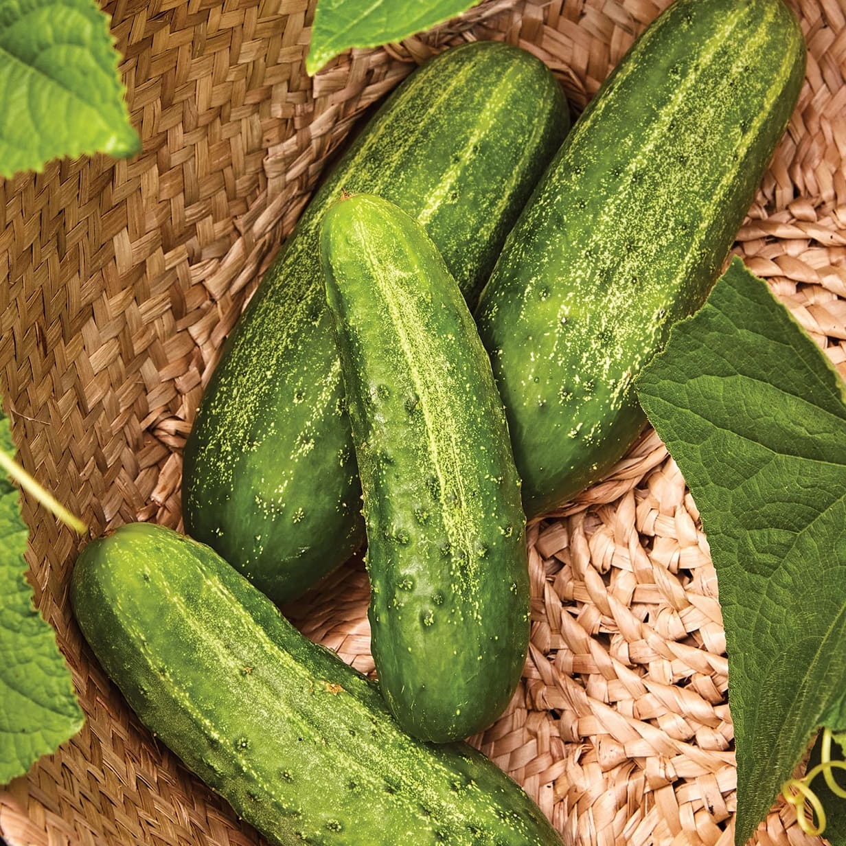 Burpee Pickler Cucumbers