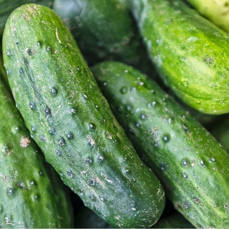 Bush Pickle Cucumbers
