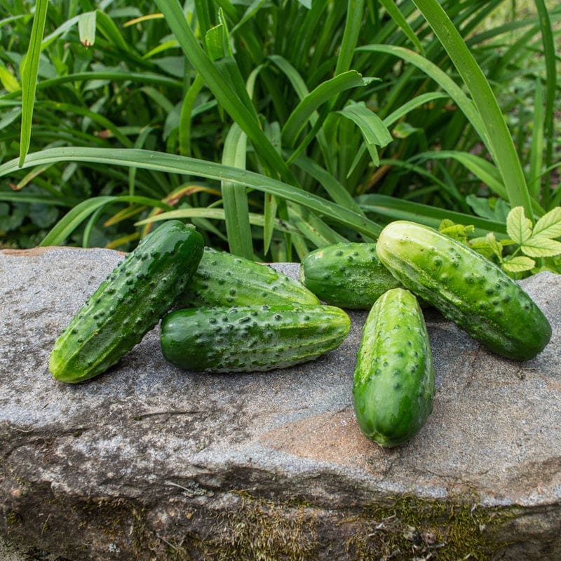 Bushy Cucumbers