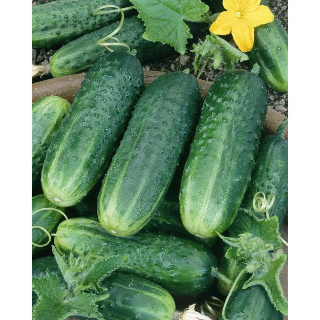 Carolina Cucumbers
