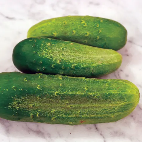Chicago Pickling Cucumbers