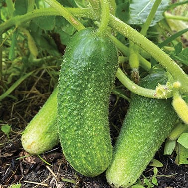 Cool Breeze Cucumbers