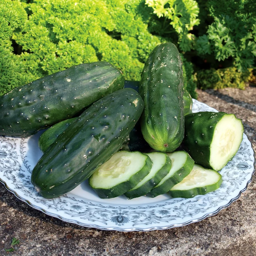 Double Yield Cucumbers