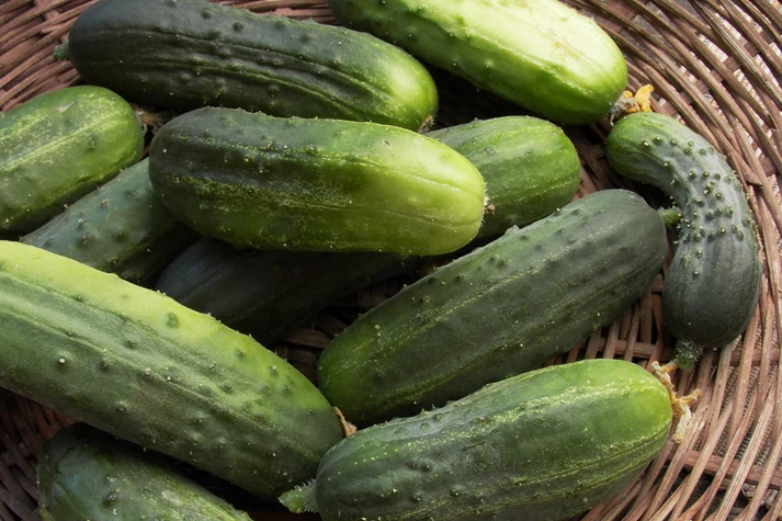 Endeavor Cucumbers