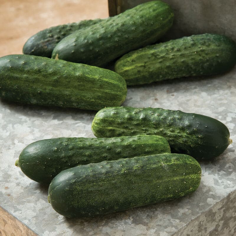 Excelsior Cucumbers
