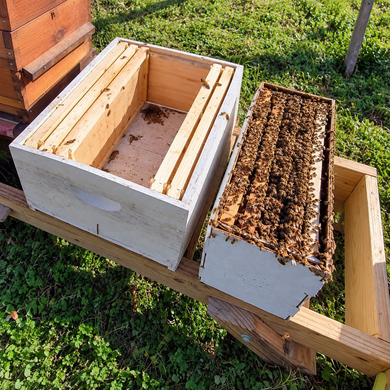 Getting a Bee Nuc
