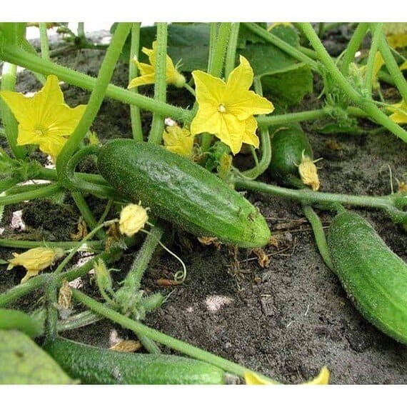 Hokus Cucumbers