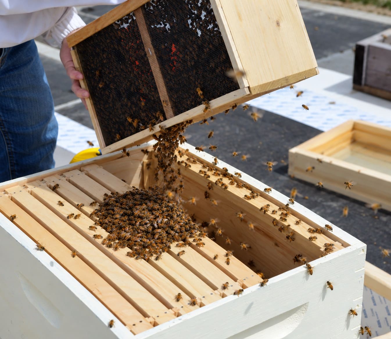 Installing a Bee Package