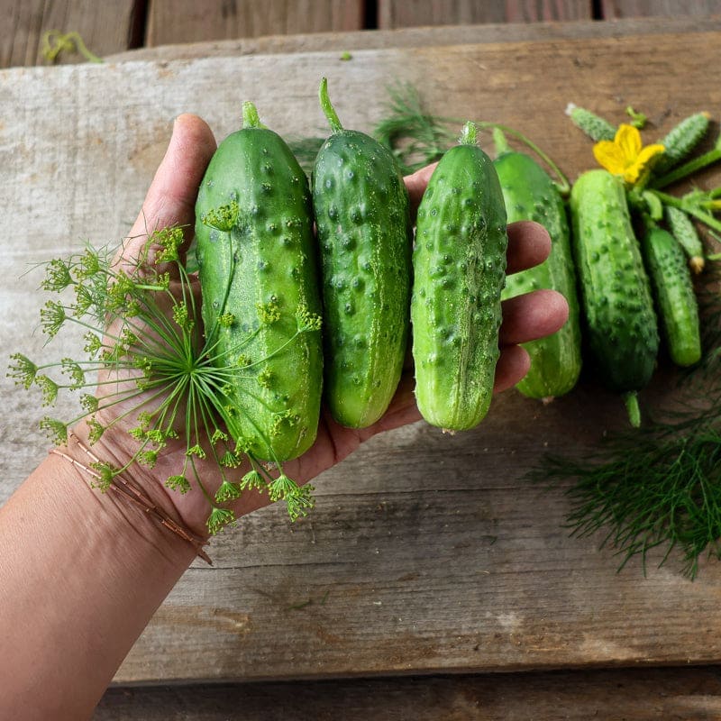 National Pickling Cucumbers