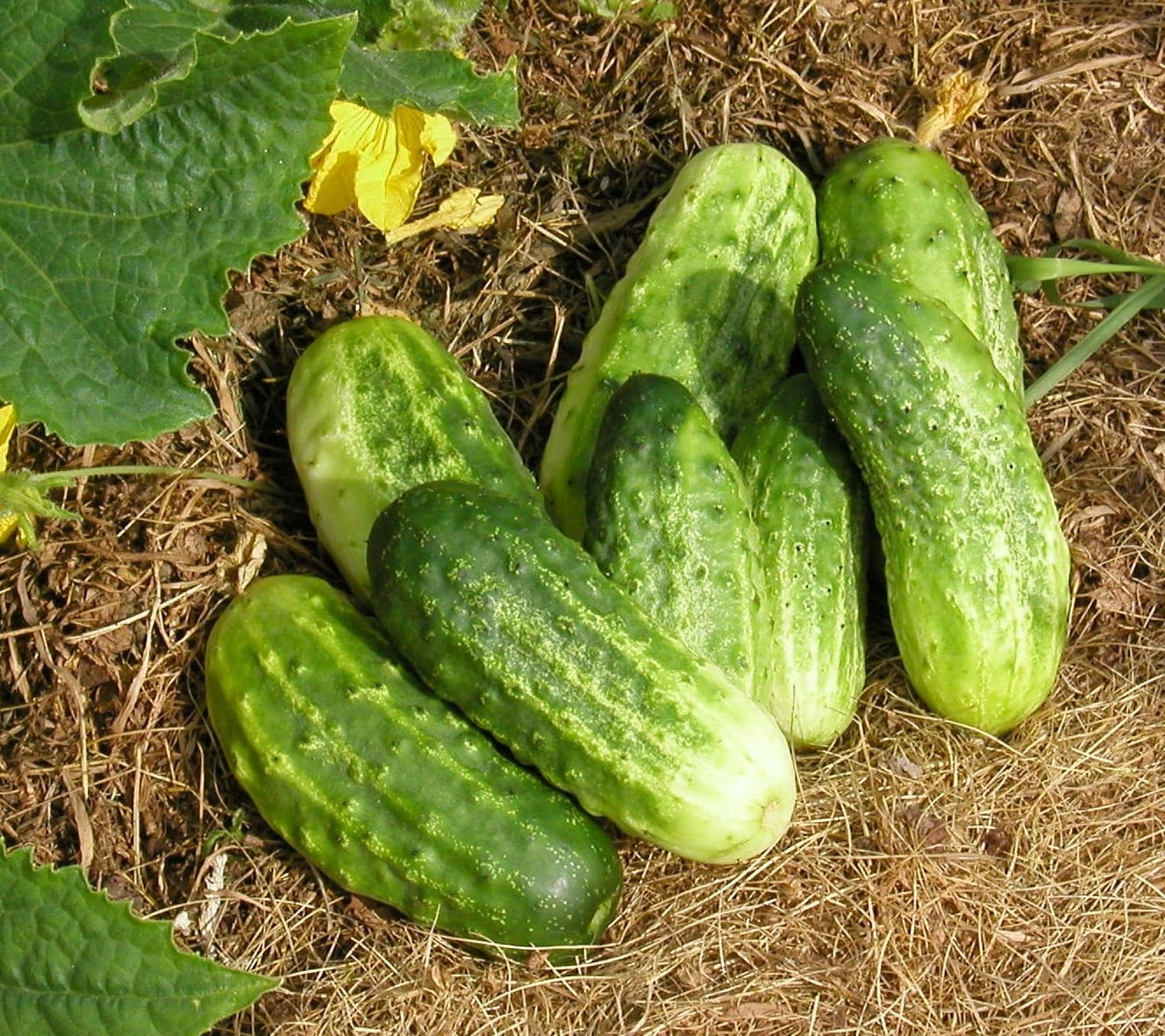Northern Pickling Cucumbers