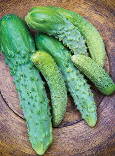 Parisian Pickling Cucumbers