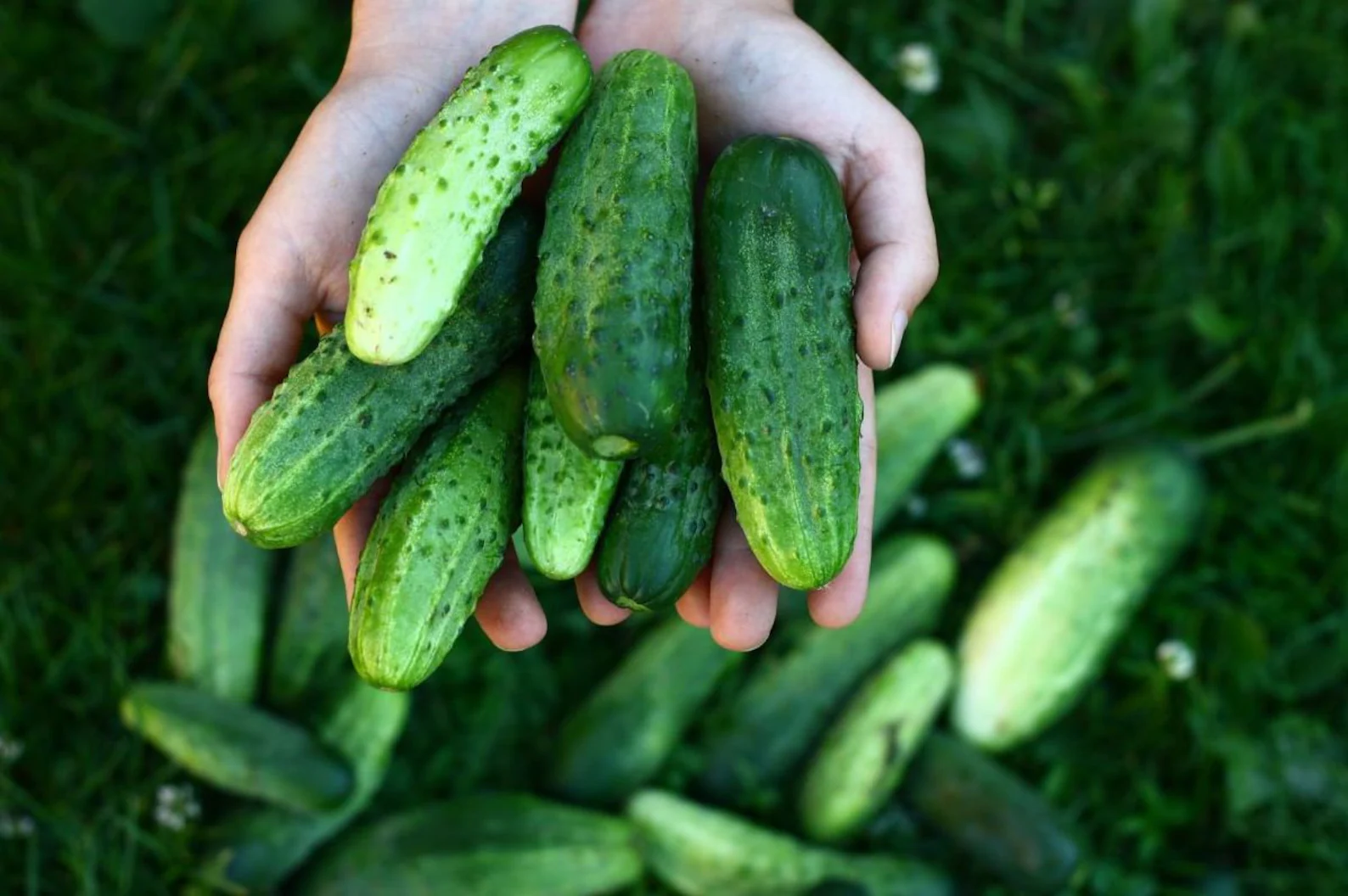 Picklebush Cucumbers