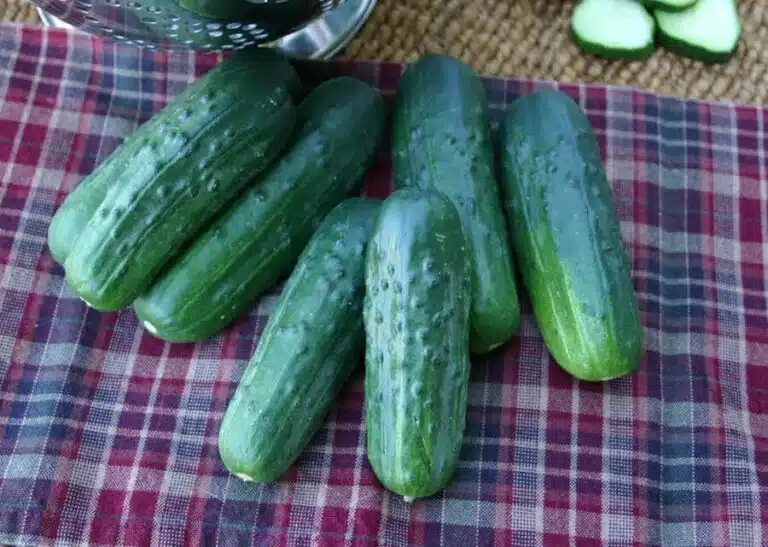 SUPREMO cucumbers